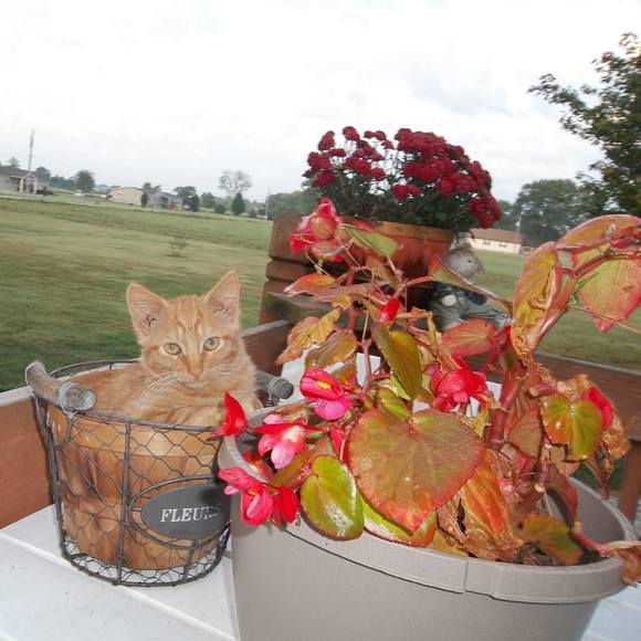 Meet your Posher, Paula - Picture 1 of 1